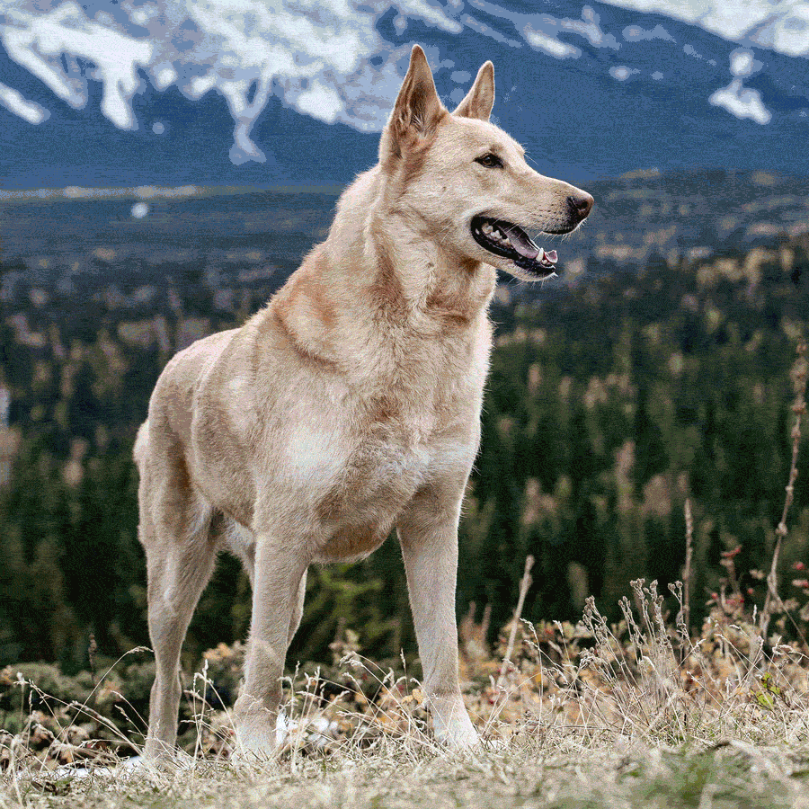 CHAMPION-900×900-07